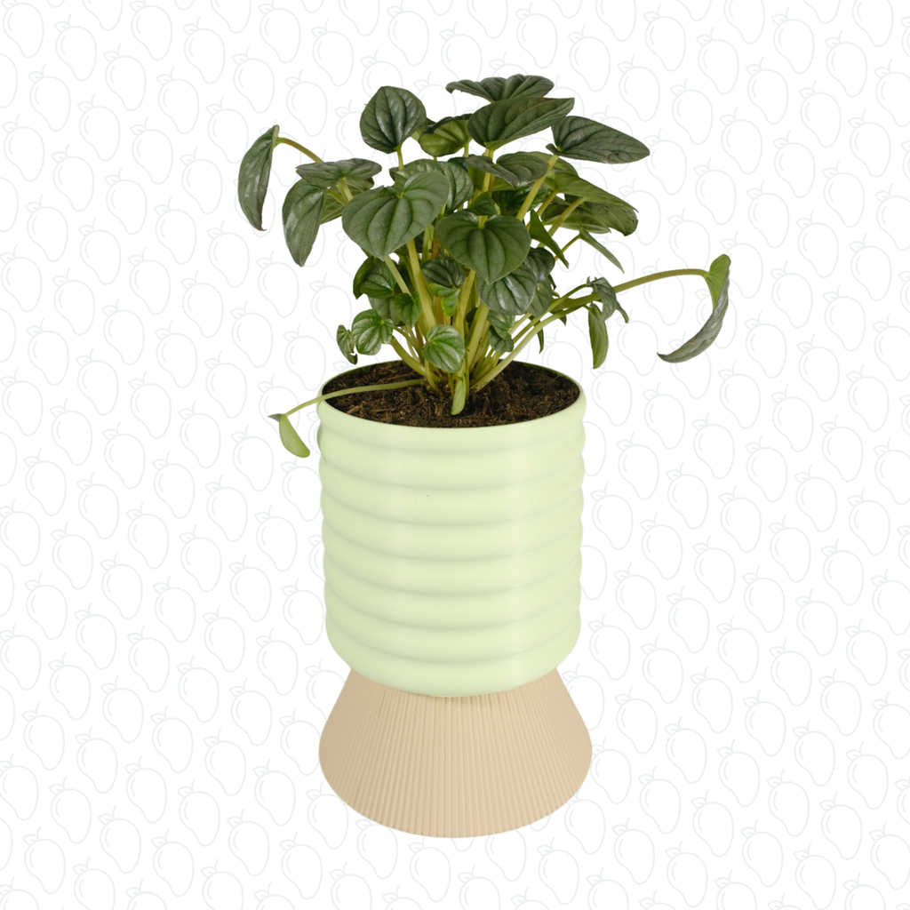 Loft (Dew mist Champagne)