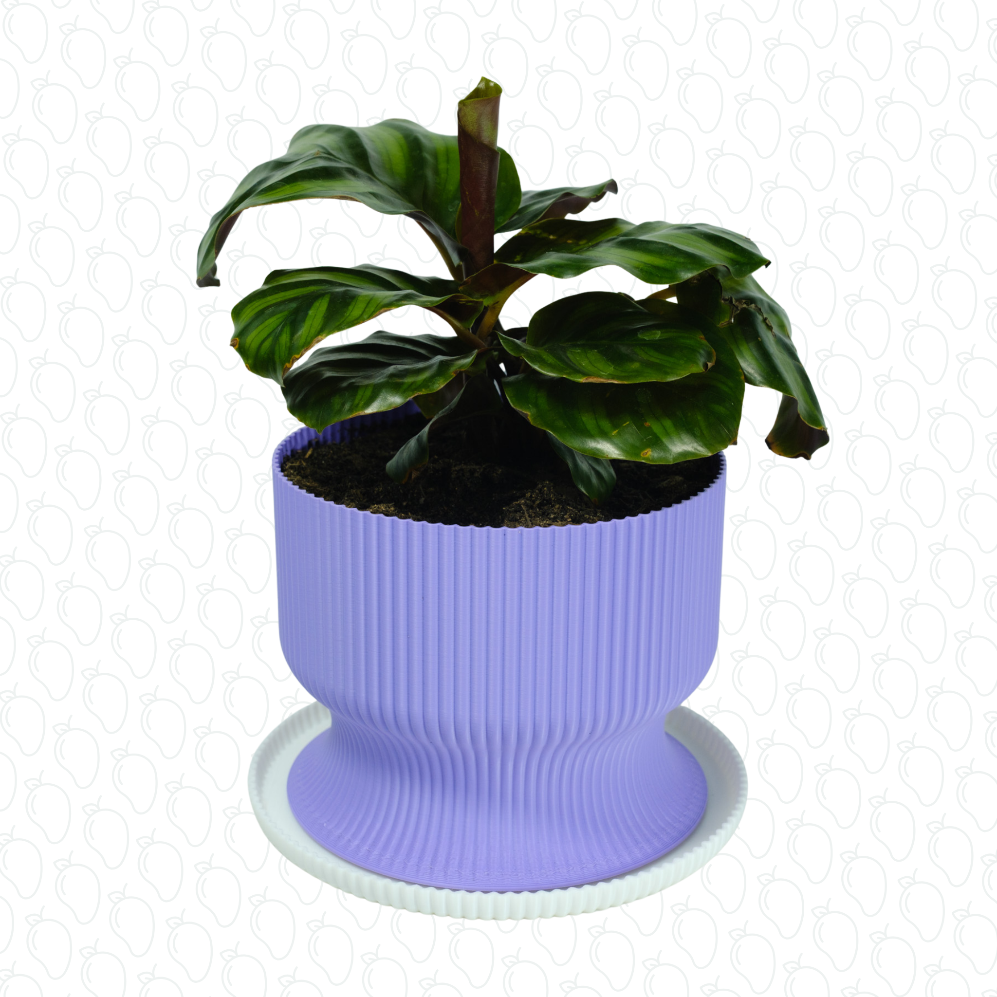 Lexten (Violet & White)