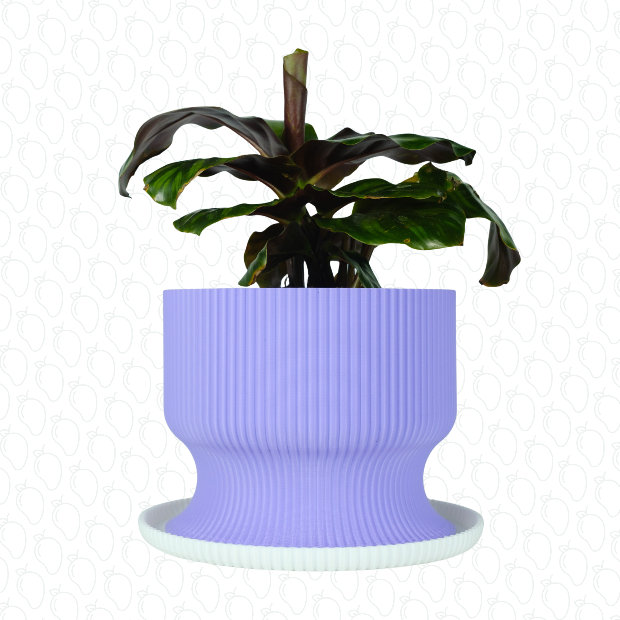 Lexten (Violet & White)