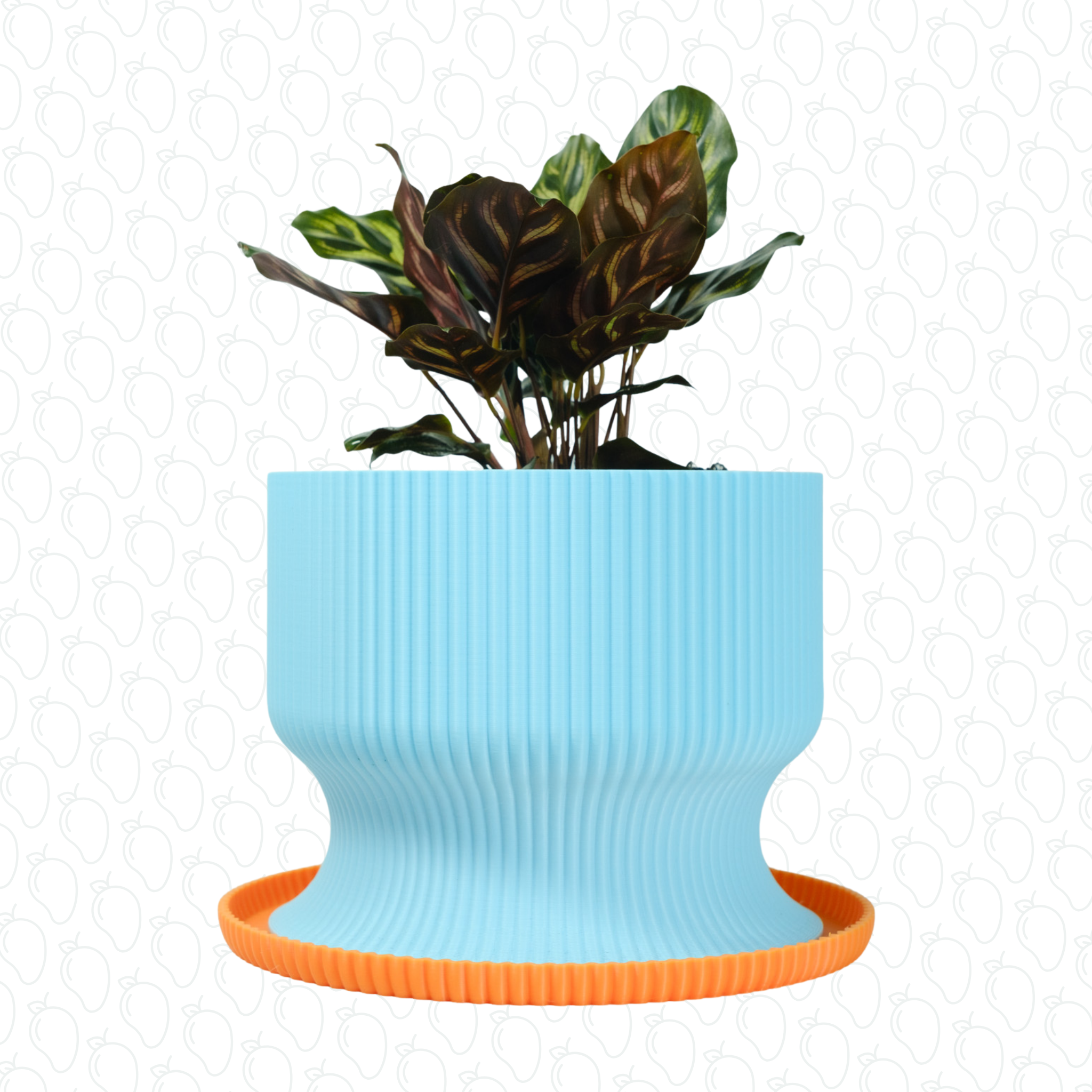 Lexten (Blue & Orange)