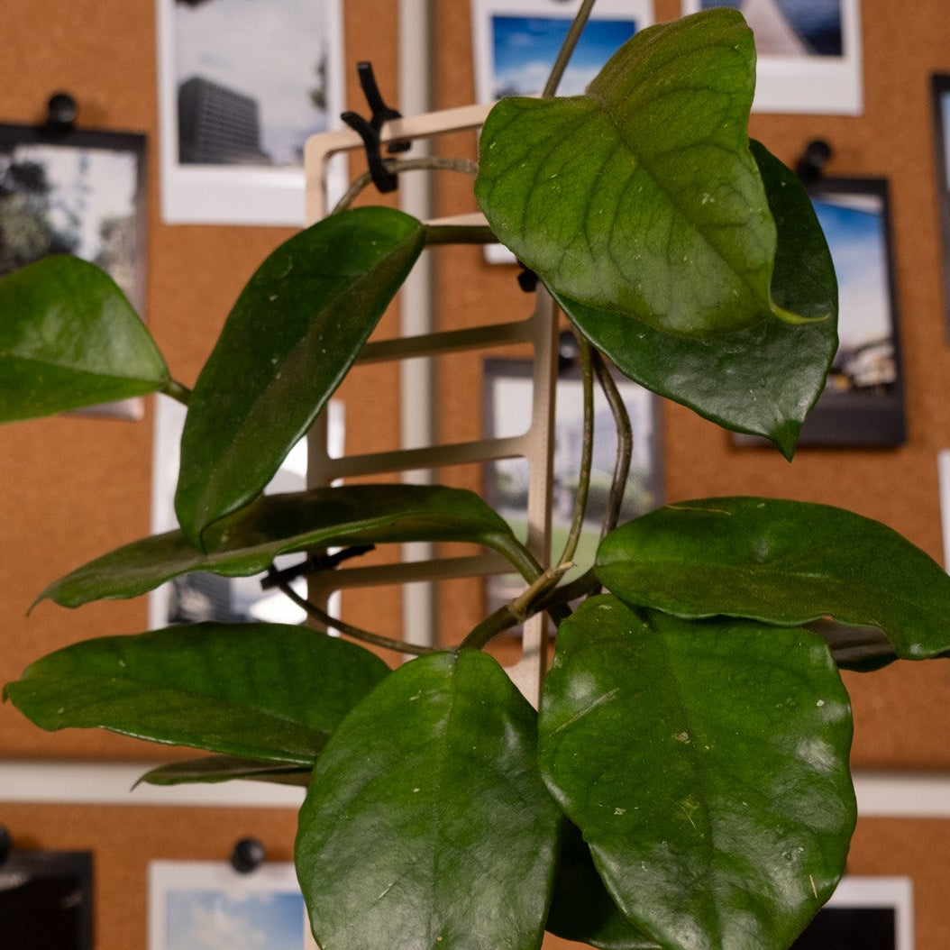 Mini Trellis (Champagne)