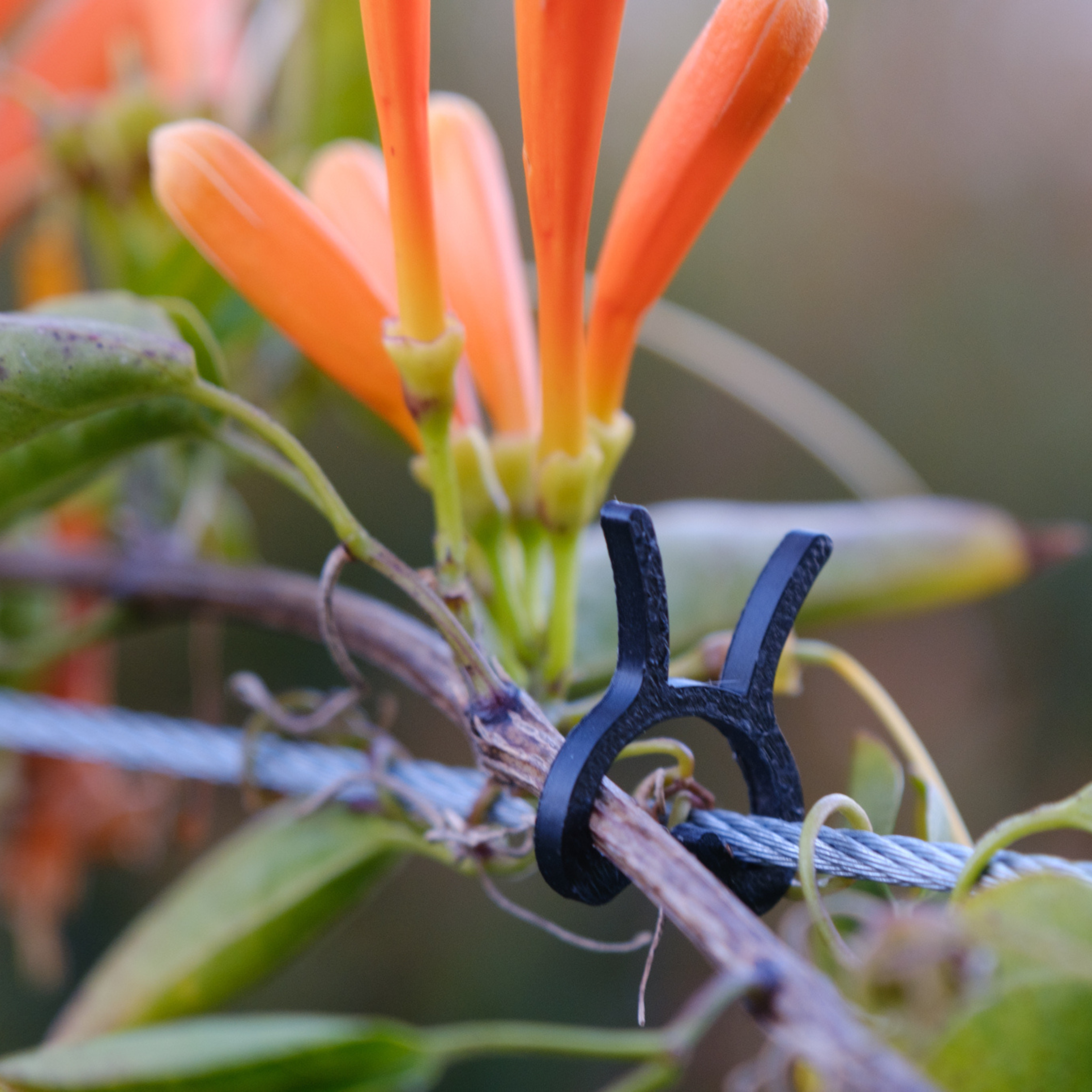 Vine Clip (10 Clips)