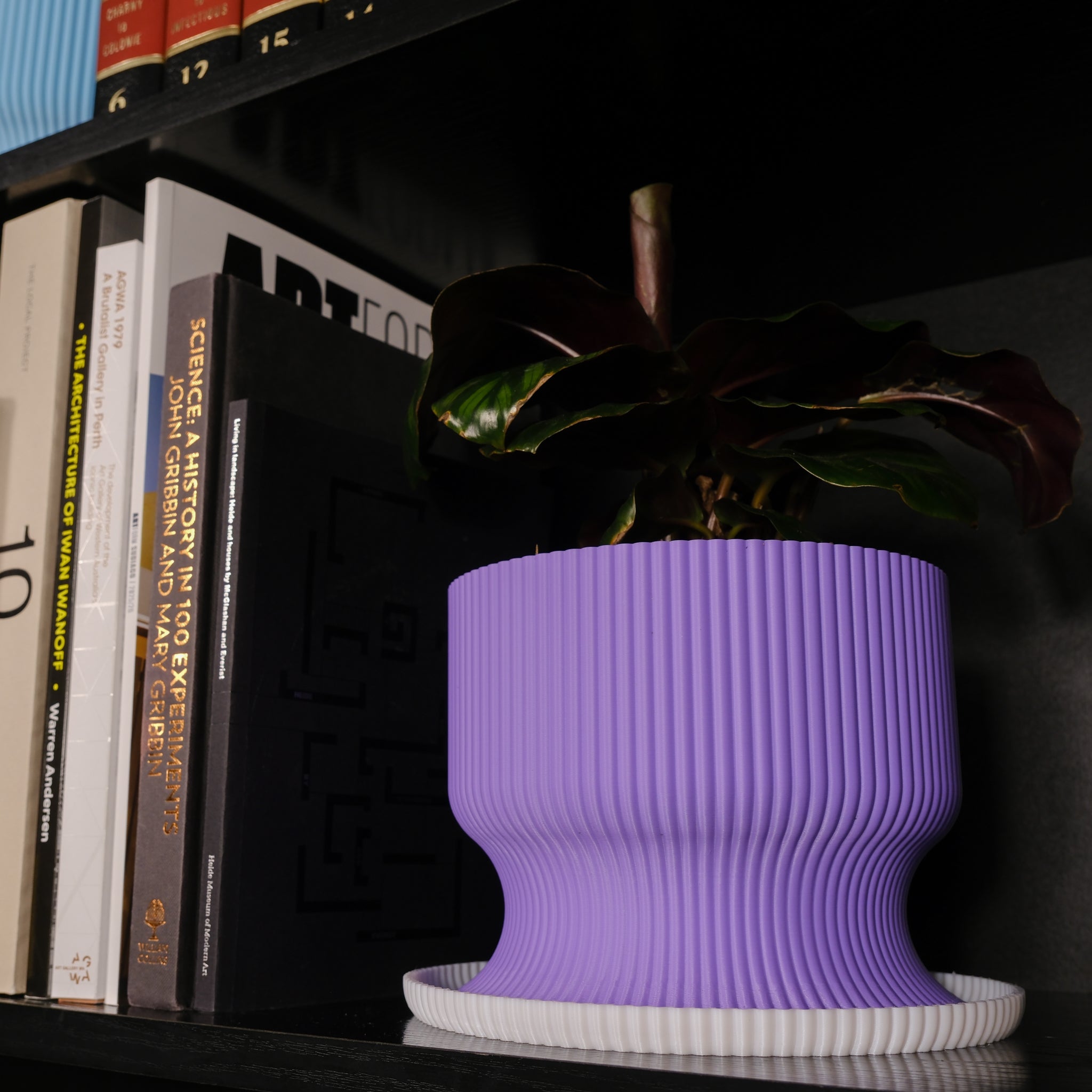 Lexten (Violet & White)